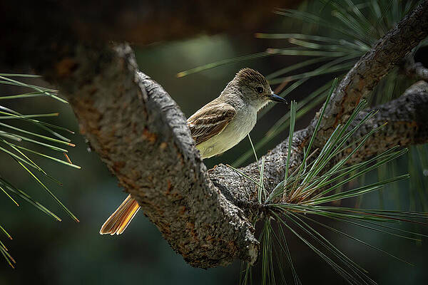 Photograph - Shady Solace by Tim Lyden