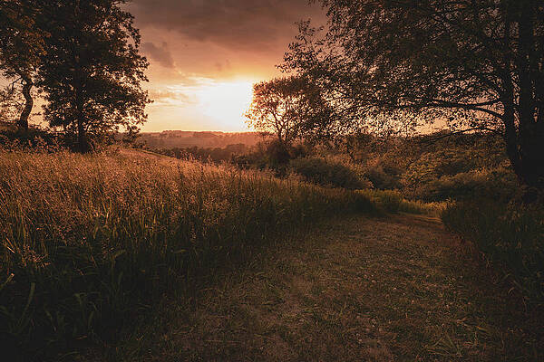 Nature Wall Art featuring the photograph Shady Sunset by Jason Fink