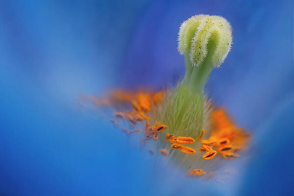 Summer Photograph - Shallow Himalayan Blue Poppy by Susan Candelario