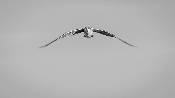 Seagull in Midair Wall Art