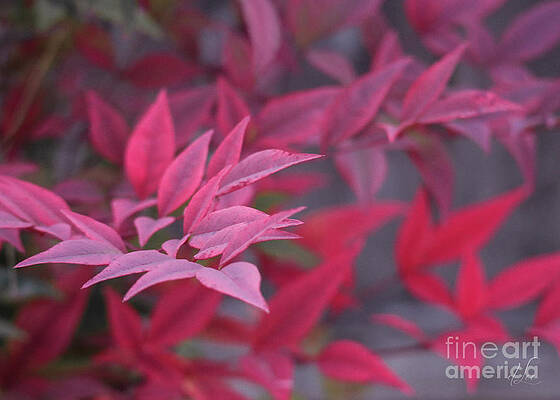 Beautiful Photograph - Sharing Autumn Love by D Lee