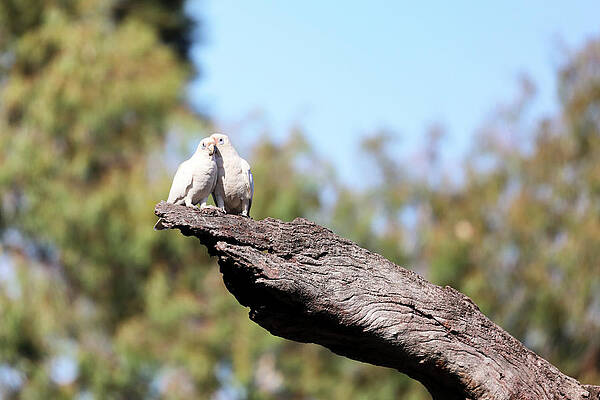 Wall Art featuring the photograph Sharing Secrets by Nicholas Blackwell