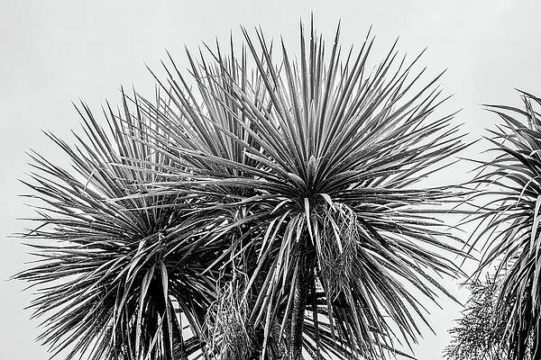 Moody Wall Art featuring the photograph Sharp Foliage by Nova Rae