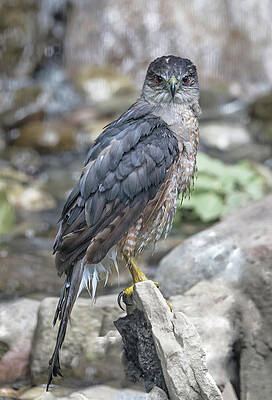 Background Photograph - Sharp Shinned Stare Down by Gina Fitzhugh