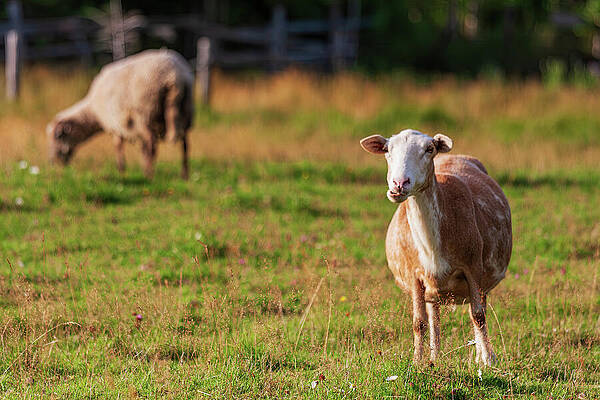 Sheep Grazing in a Sunny Field Wall Art