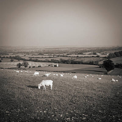 Landscape Photograph - Sheep In The Cotswold Landscape by Seeables Visual Arts