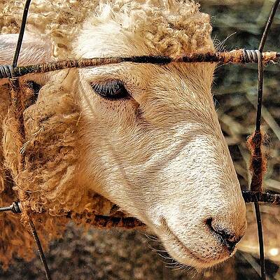 Wall Art featuring the photograph Sheep by John Linnemeyer