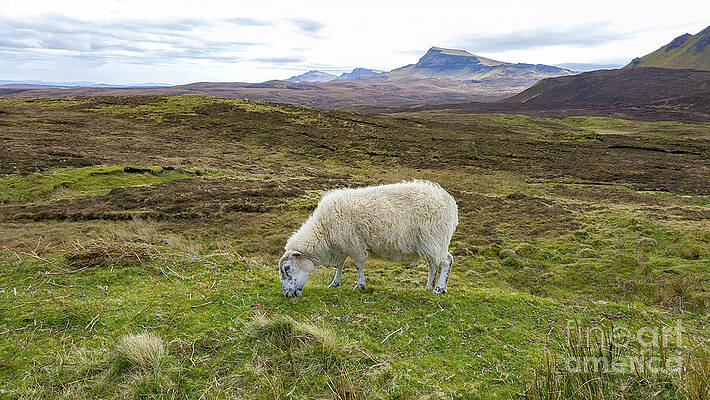 Scotland Wall Art featuring the photograph Sheep - Portree, Isle Of Skye, Scotland by Jeff Saunders