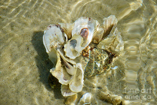 Wall Art featuring the photograph Seashells Seawater Sunlight Surrender Refraction by Debra Banks
