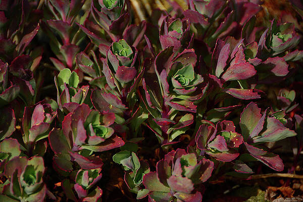 Wall Art featuring the photograph Shenandoah National Park Suculent by Raymond Salani III