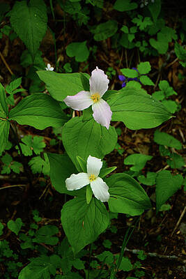 Wall Art featuring the photograph Shenandoah National Park Trilliums by Raymond Salani III