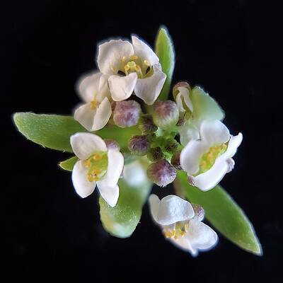 Green Photograph - Shepherds Purse by Joy Garso