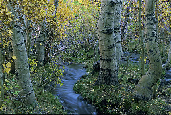 Tree Photograph - Sherwin Creek Twilight, Mammoth Lakes, California by Bonnie Colgan
