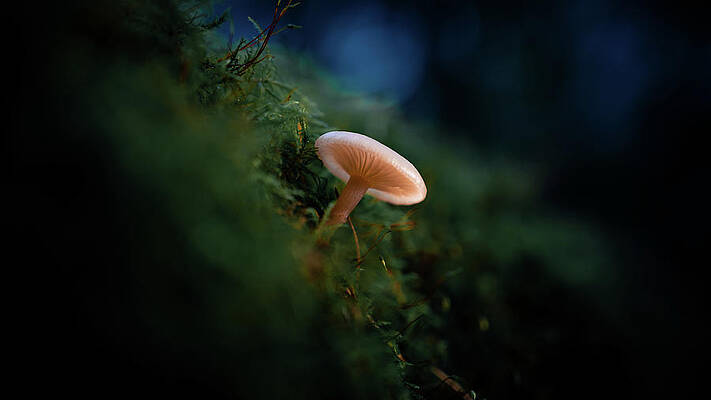 Organic Photograph - Shining Mushroom by Scott Lyons