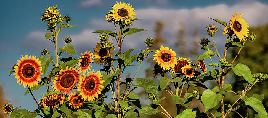 Natural Photograph - Shining Stars Of Summer by Marcy Wielfaert