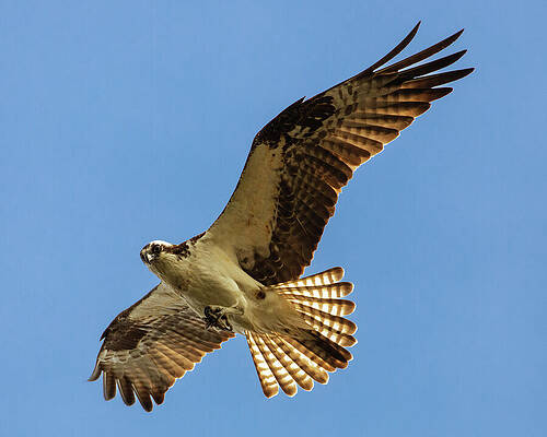 Wild Photograph - Shooting A Glance by Mike Lee