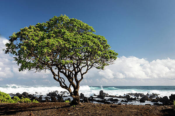 Tree Wall Art featuring the photograph Shoreline Tree by Craig A Walker