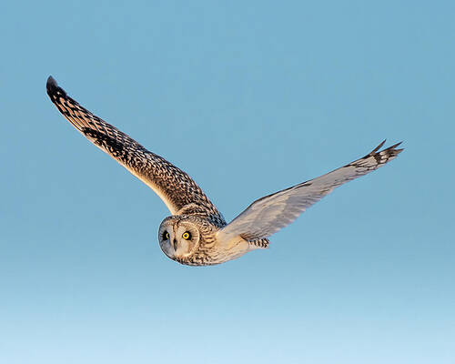 Large Photograph - Short Eared Flight by James Overesch