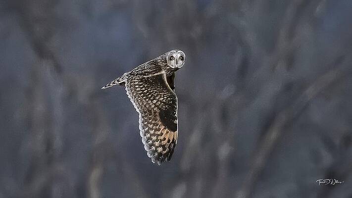 Tennessee Wall Art featuring the photograph Short-eared Owl by Theresa D Williams Smoky Mountains