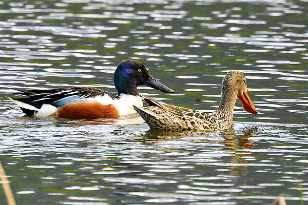 Wall Art featuring the photograph Shoveler Pair by Harry Banks