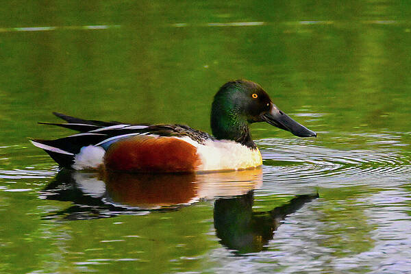 Wall Art featuring the photograph Shoveling On by Harry Banks