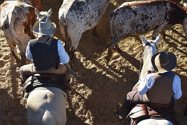 Cowboy Wall Art featuring the photograph Show's Over by Alden White Ballard
