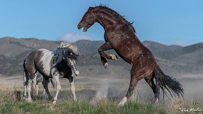 Wild Horses in Dynamic Dance Wall Art