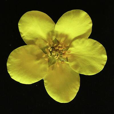Flower Wall Art featuring the photograph Shrubby Cinquefoil by Joy Garso