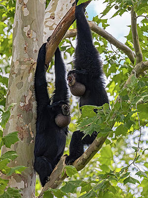 Beautiful Photograph - Siamang Chorus by Gina Fitzhugh