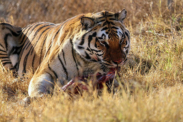 Desert Wall Art featuring the photograph Siberian Tiger Eating by Dawn Richards