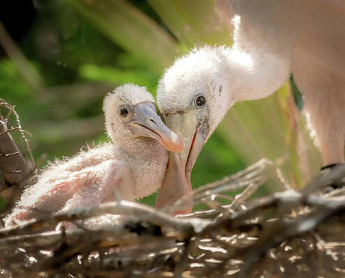 Photograph - Sibling Roseate Spoonbills by Rebecca Herranen