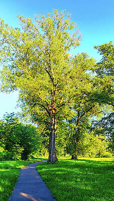 Photograph - Sidewalk And A Beautiful Poplar Tree, Under A Blue Sky - Photo by Nicko Prints