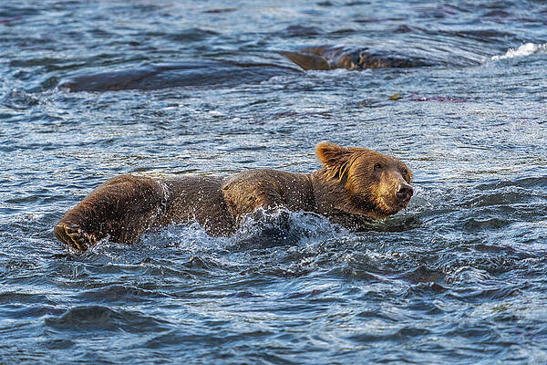 Grizzly Bear in Alaskan River Wall Art