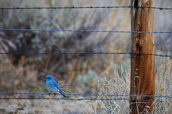 Wildlife Photograph - Sign Of Spring by Alden White Ballard