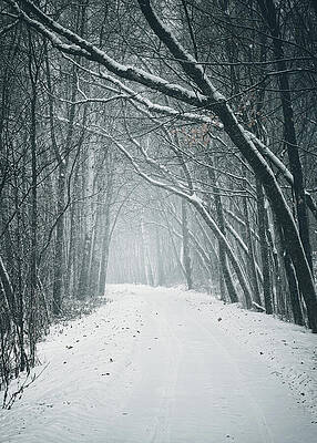 Snow-Covered Forest Pathway Wall Art