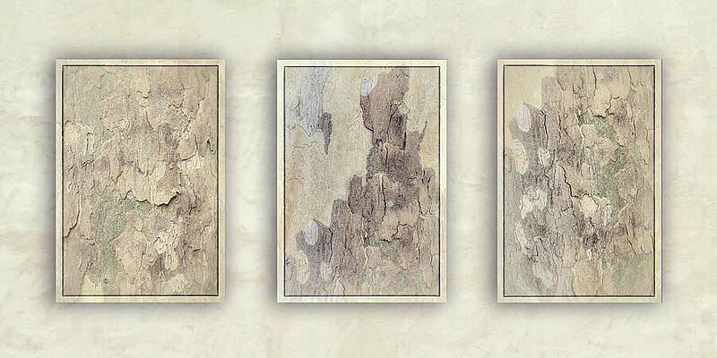 Natural Photograph - Silent Sycamores-1 by Maryanne Keeling