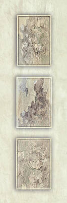 Natural Photograph - Silent Sycamores-2 by Maryanne Keeling