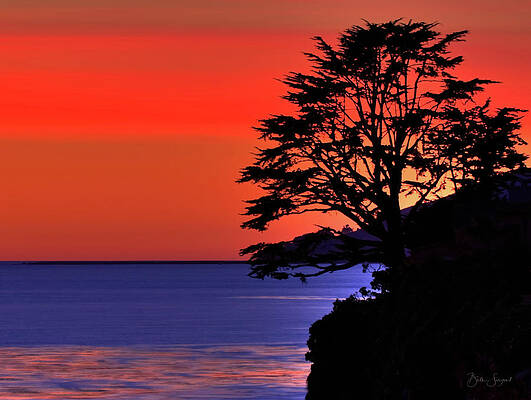 Sunset Wall Art featuring the photograph Silhouette by Beth Sargent