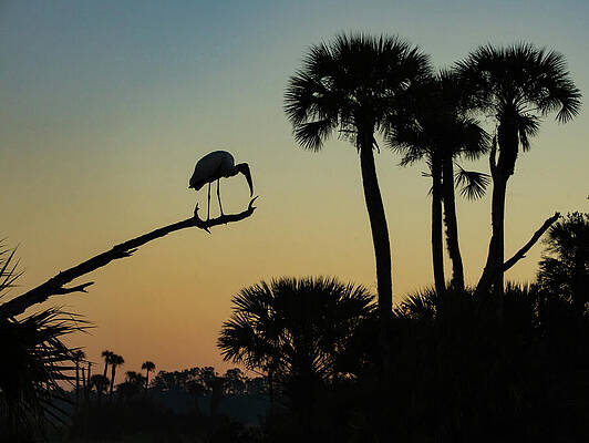 Tree Photograph - Silhouette In The Wetlands by Dodie Ross