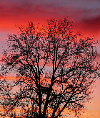 Silhouette of Winter Tree at Sunset by Barbara Siegel