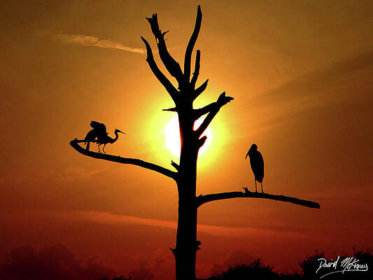 Wall Art featuring the photograph Silhouette Sunset by David McKinney