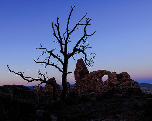 Silhouetted Tree at Twilight Arch Wall Art