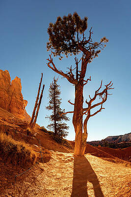 Utah Photograph - Silhouetted Tree by Craig A Walker