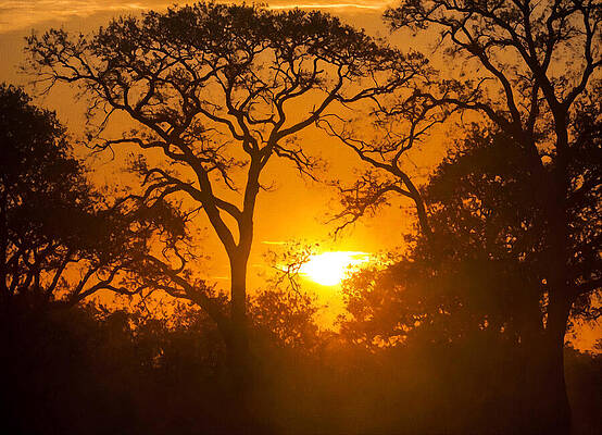 Nature Digital Art - Silhouettes Of Trees Against A Dramatic Sunset Sky - Digital Painting by Nicko Prints