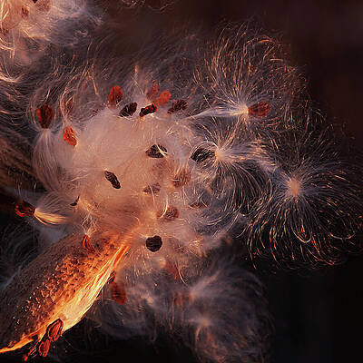 Natural Photograph - Silky Milk Pod In Magic Light 4 by Tatiana Travelways