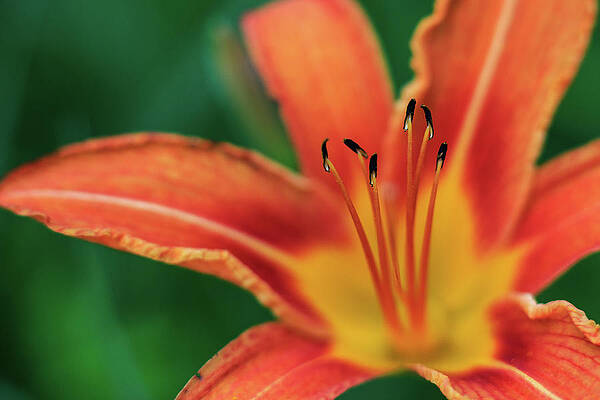 Wilkinson Wall Art featuring the photograph Silly Lilly by Todd Wilkinson