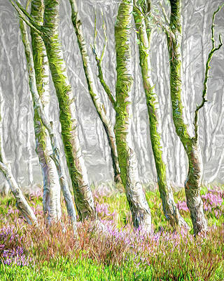 Country Wall Art featuring the photograph Silver Birch Copse by Sue Leonard