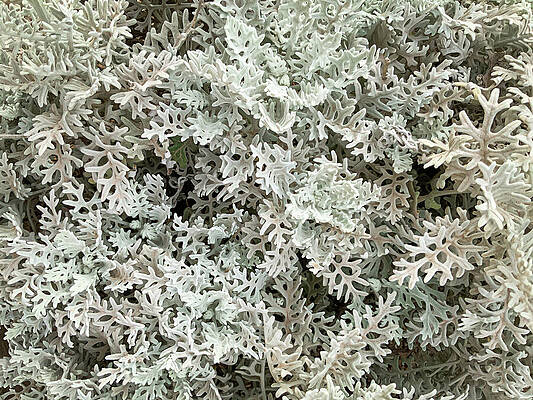 Photograph - Silver Dust by Anorel