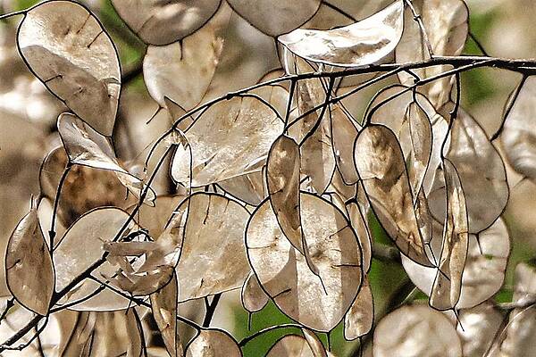Photograph - Silver Leaf by John Linnemeyer