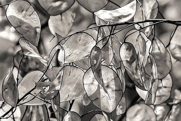 Photograph - Silver Leaf2 by John Linnemeyer
